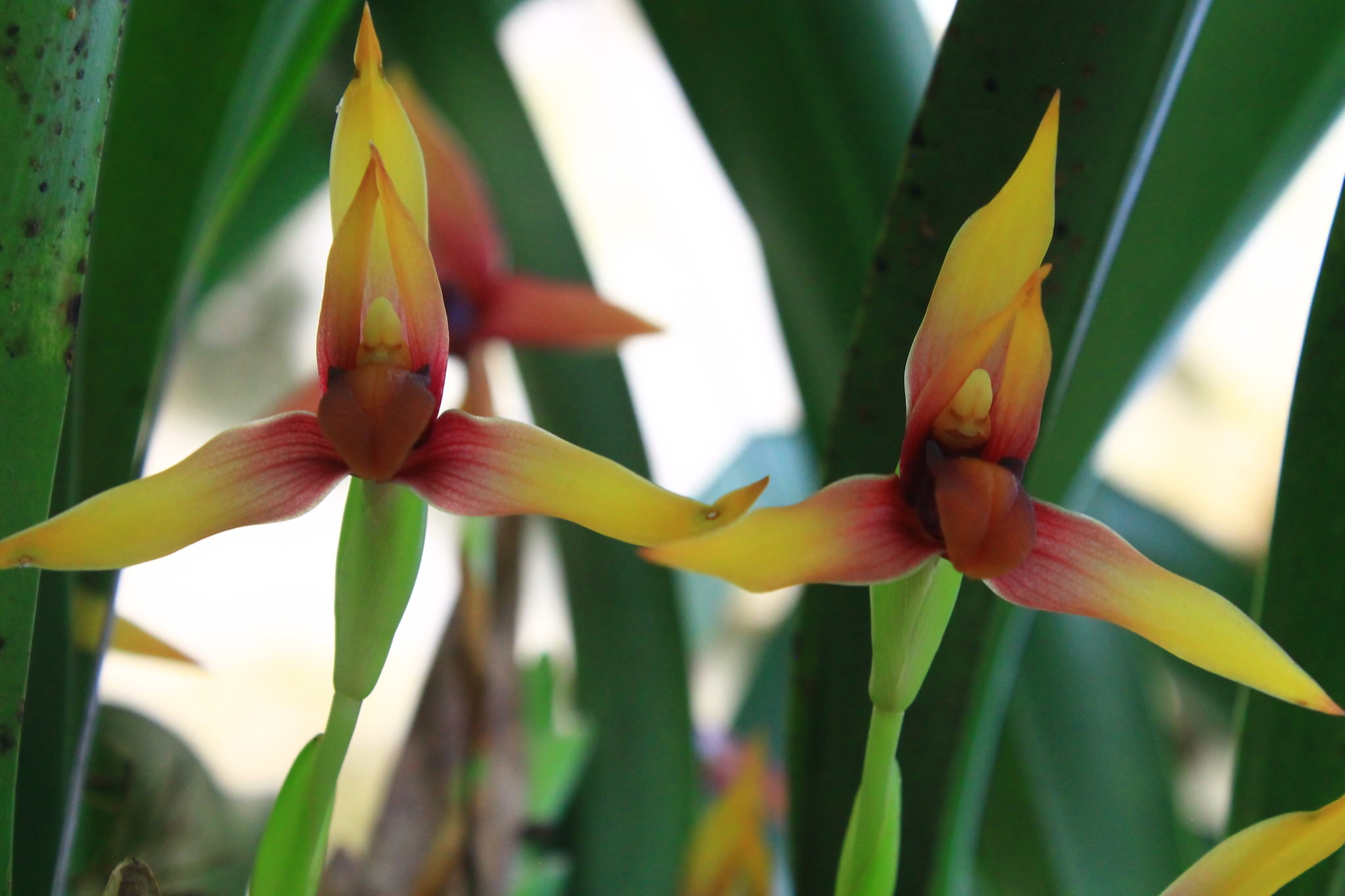 Maxillaria rhombea